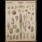 Choanoflagellates & Co. Artwork by O. Bütschli and W. Schewiakoff