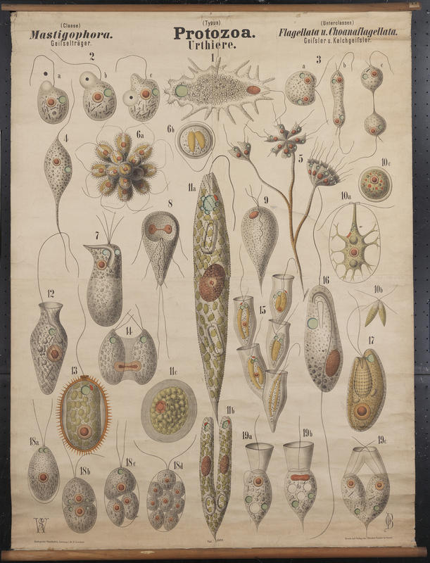 Choanoflagellates & Co. Artwork by O. Bütschli and W. Schewiakoff