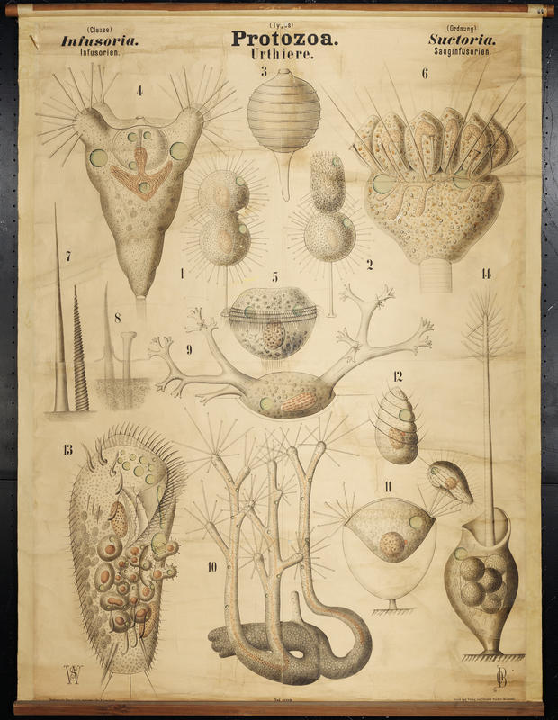 Ciliates - Suctorians & Co. Artwork by O. Bütschli and W. Schewiakoff