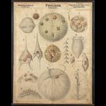Dinoflagellates & Co. Artwork by O. Bütschli and W. Schewiakoff