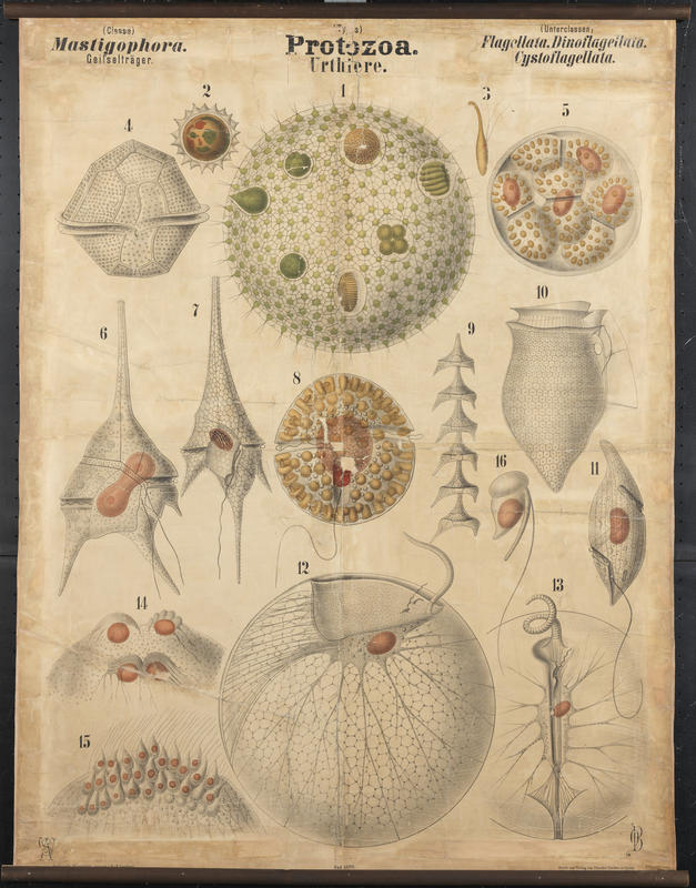 Dinoflagellates & Co. Artwork by O. Bütschli and W. Schewiakoff