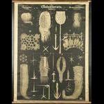 Chart 47 sponges. Artwork by William Marshall