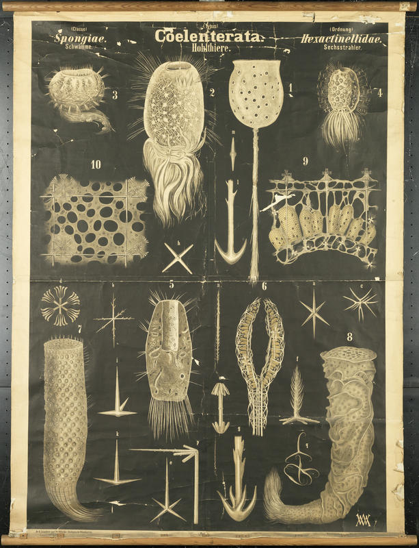 Chart 47 sponges. Artwork by William Marshall