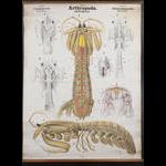 Chart 95 Stomatopods. Artwork by Arthur  Looss