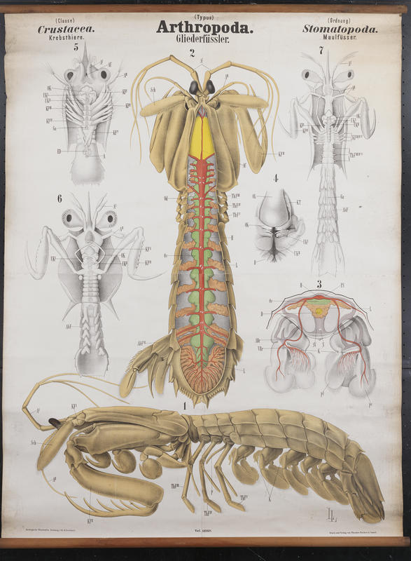 Chart 95 Stomatopods. Artwork by Arthur  Looss
