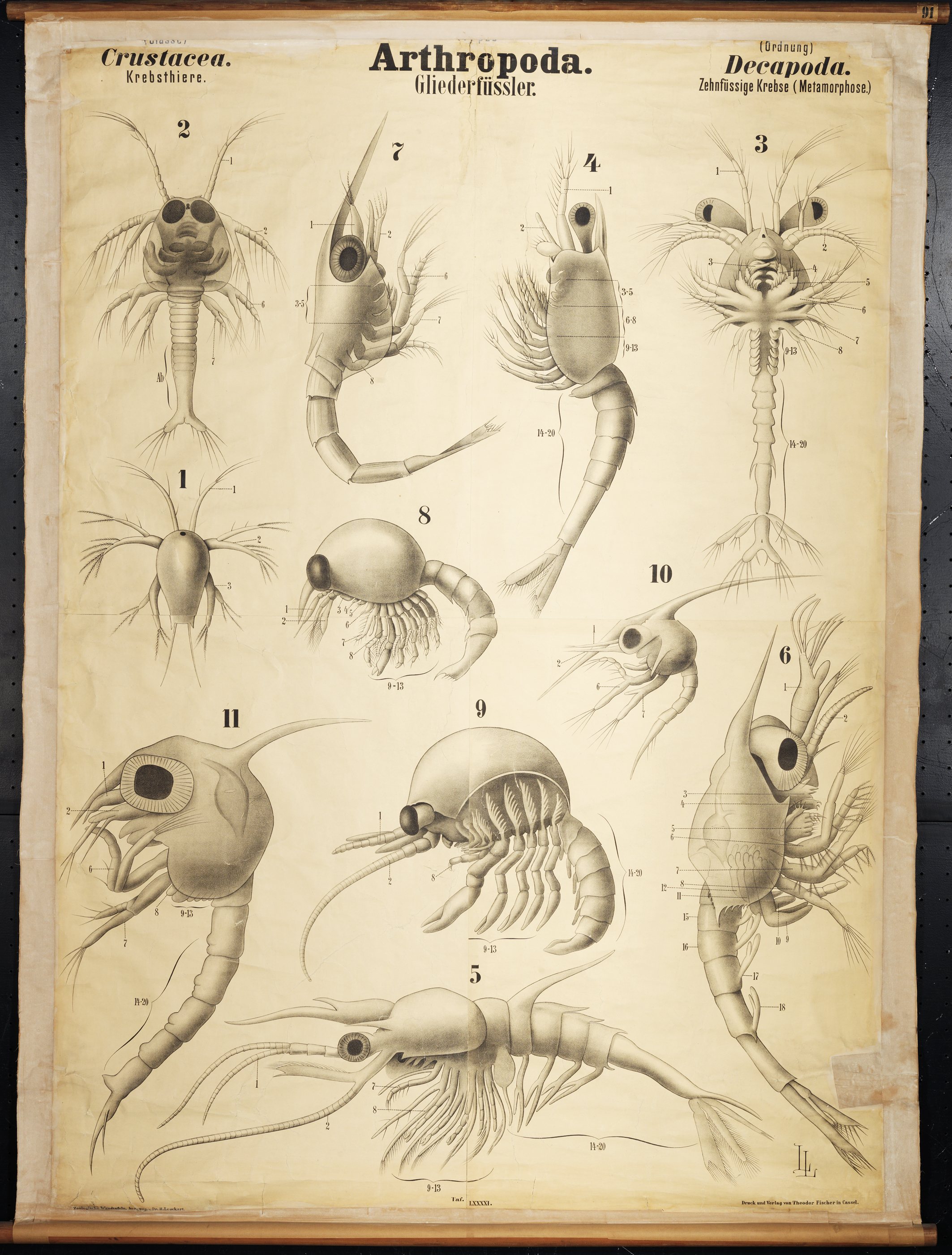 Chart 91 decapod larvae. Artwork by Arthur  Looss