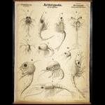 Chart 91 decapod larvae. Artwork by Arthur  Looss