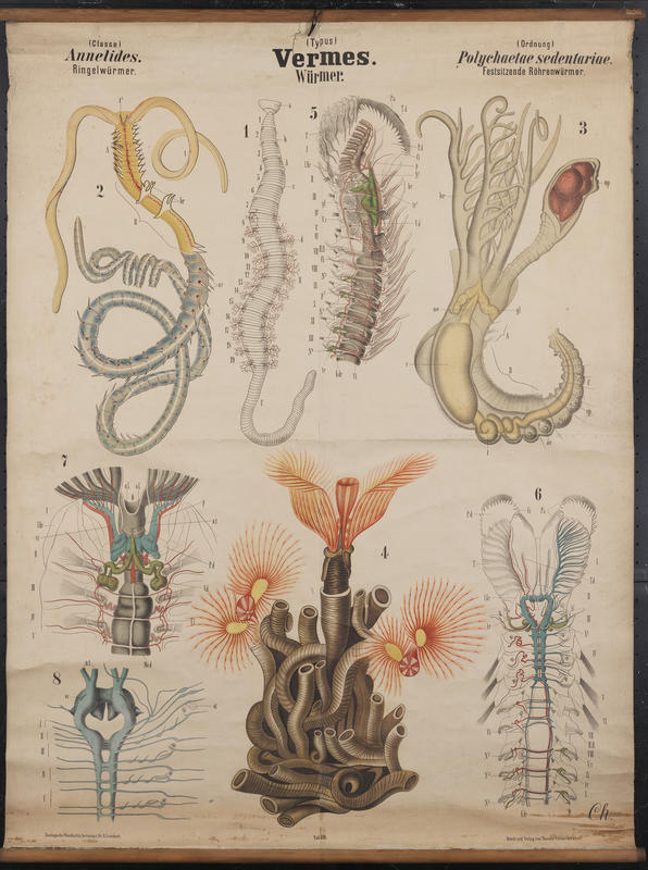 Chart 057 sedentary polychaetes. Artwork by Carl Chun