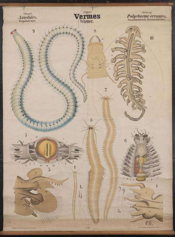 Chart 56 errantes polychaetes. Artwork by Carl Chun