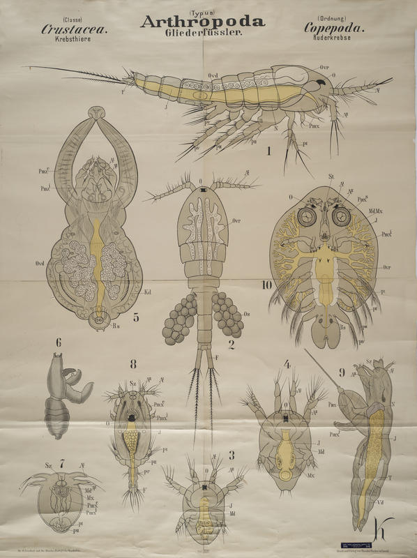 Chart 25 Copepods. Artwork by Richard Krieger