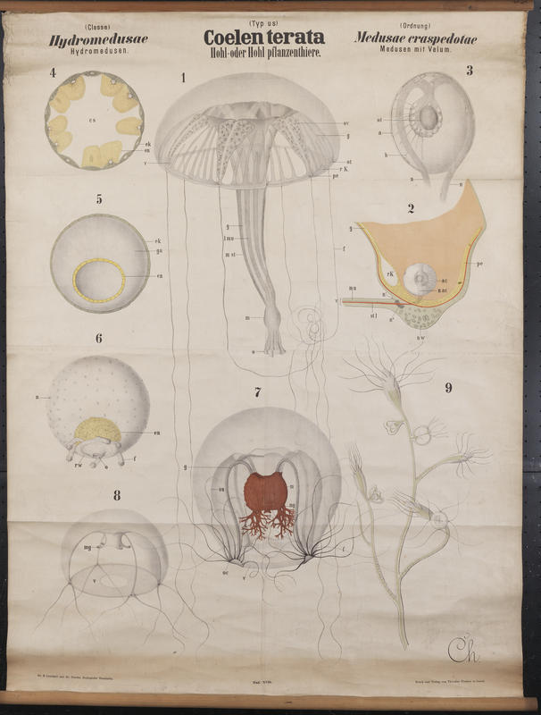Chart 18 Medusa. Artwork by Carl Chun