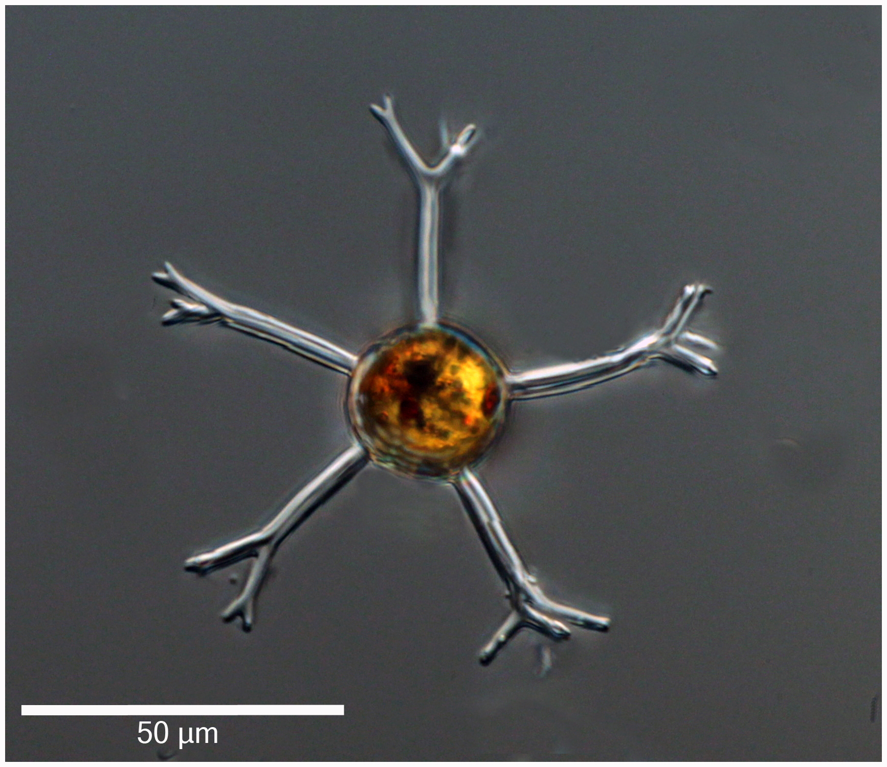 Cladopyxis hemibrachchiata