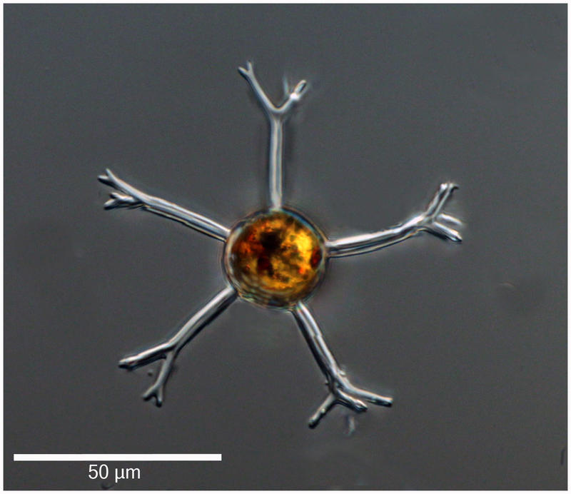 Cladopyxis hemibrachchiata