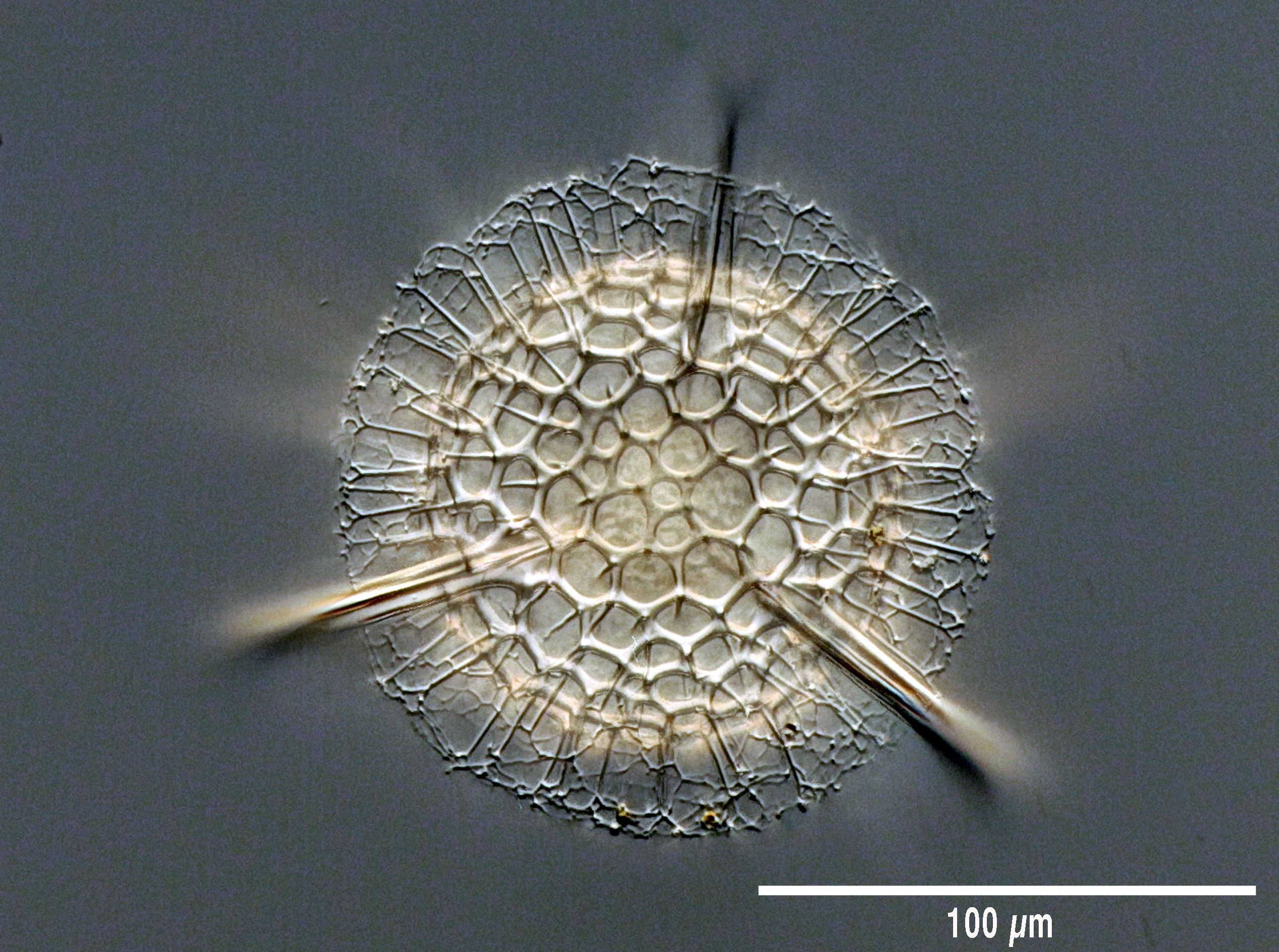 Hexacontium pachydermum