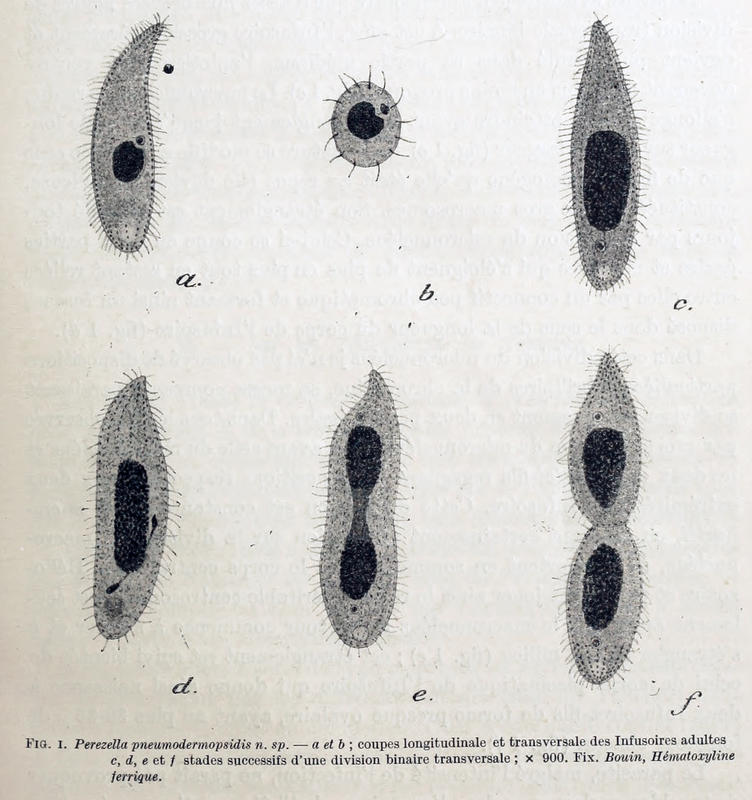 Perzella pneumodermopsidis Trégouboff 1916