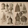 Haeckel 1873!