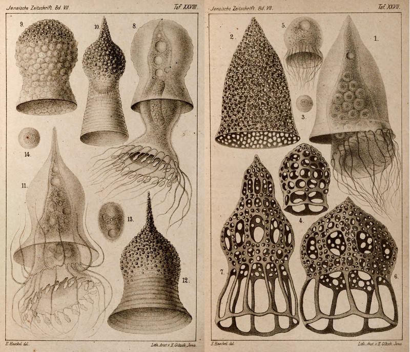 Haeckel 1873!