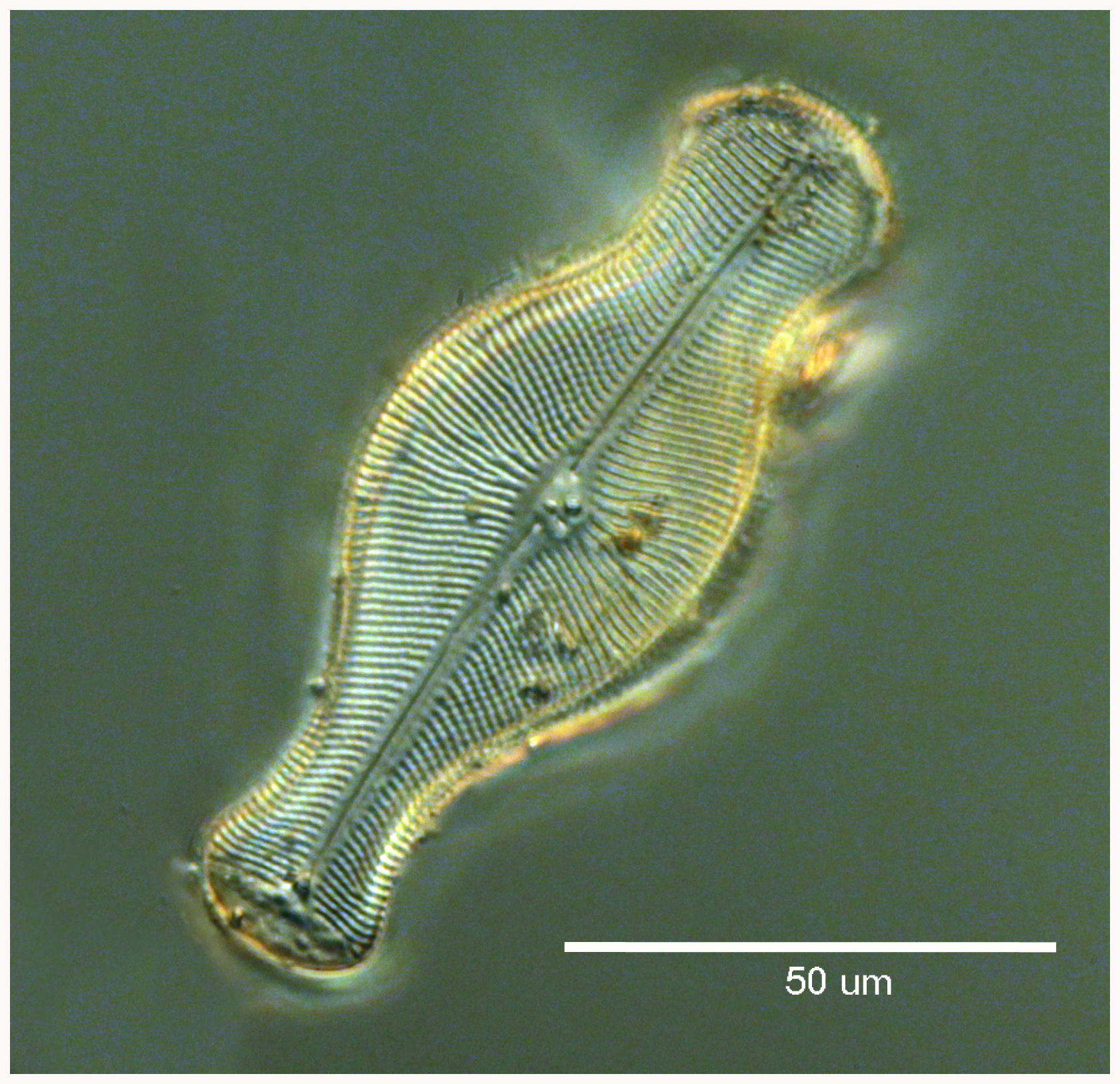 littlediatom feb 14 copie