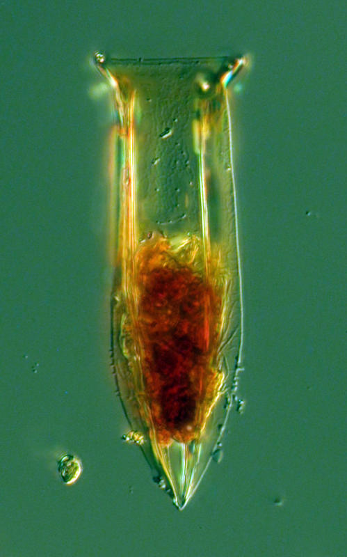 OdontophorellaSerrat64XLL125Lod45Stack20May6PtC