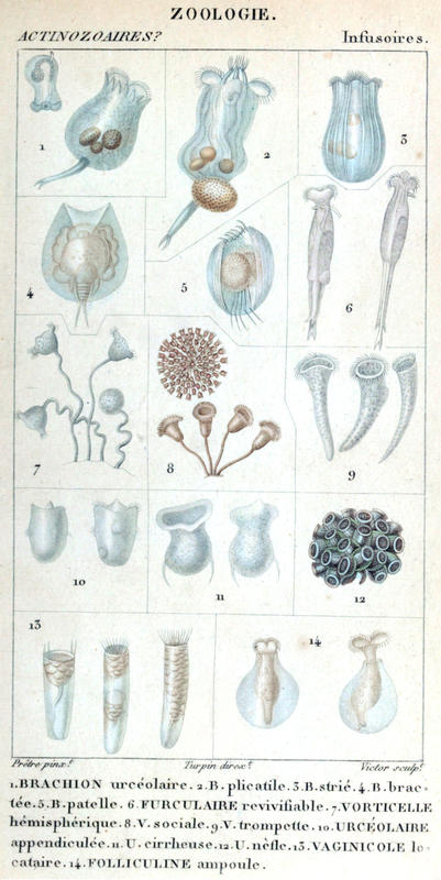 Infusoire Plate with Tintinnid (13)