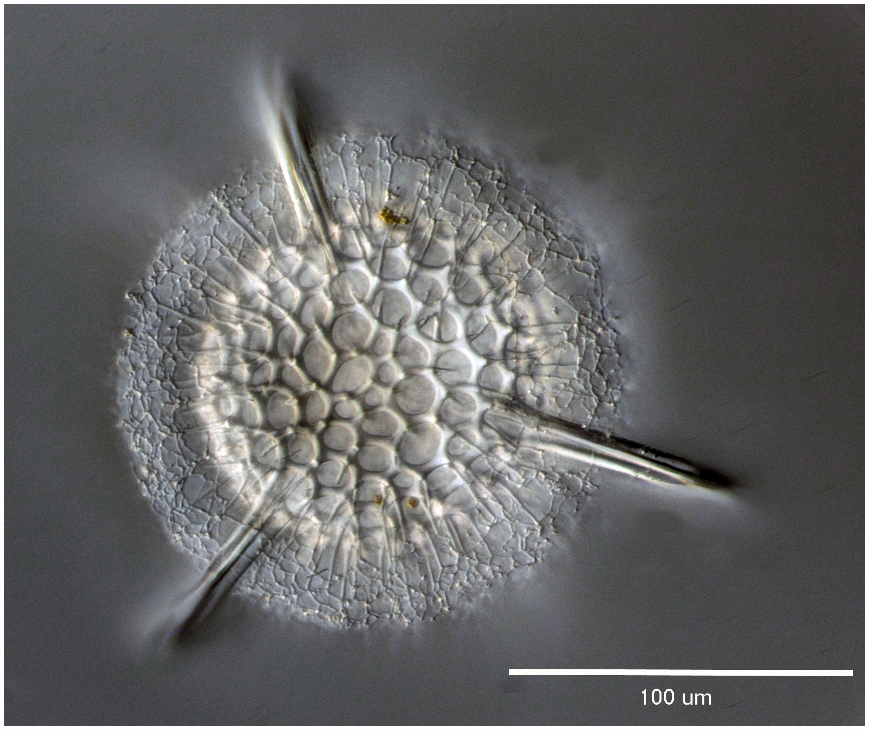 Hexacontium pachydermum