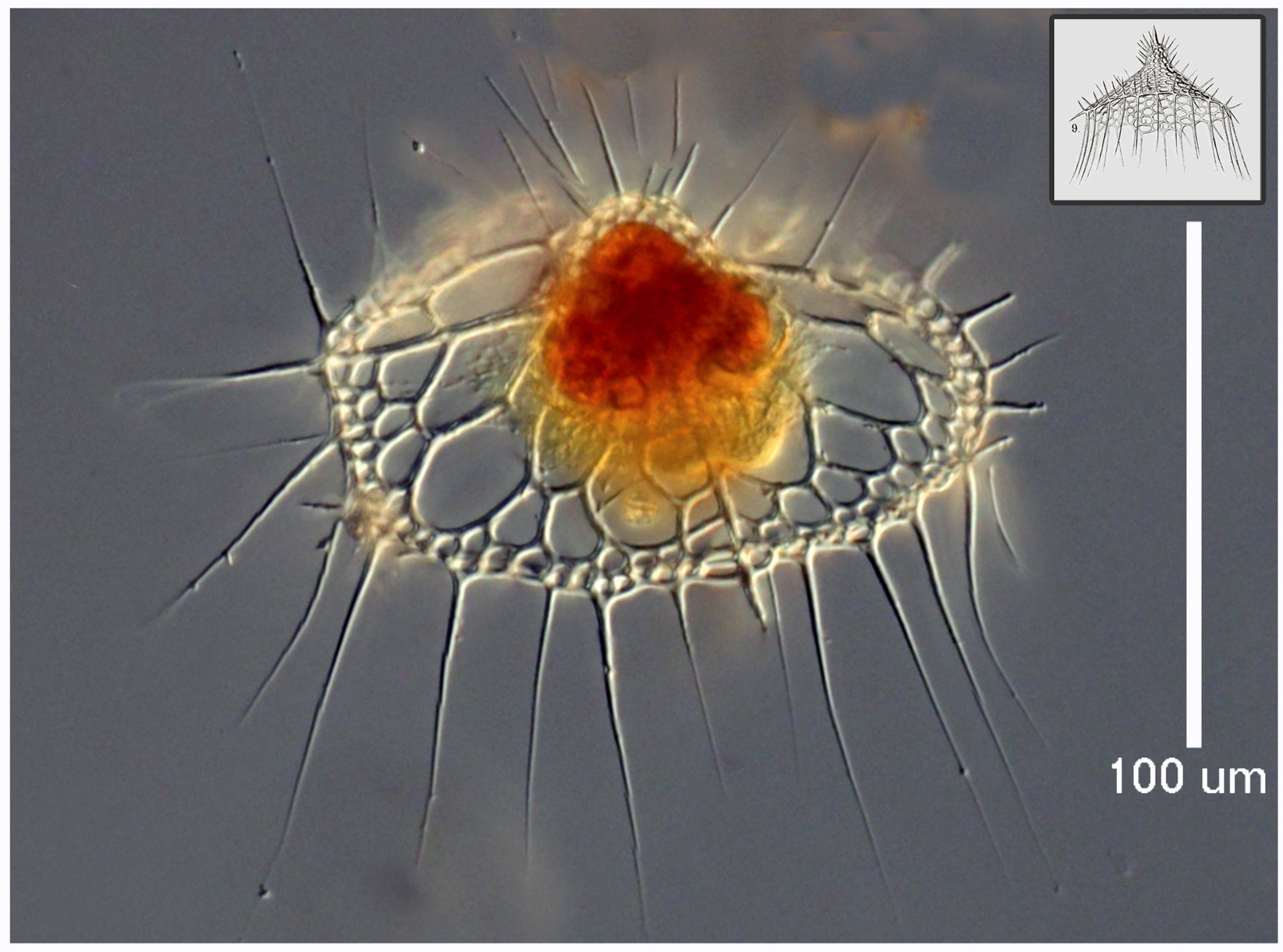 Lampromitra huxleyi