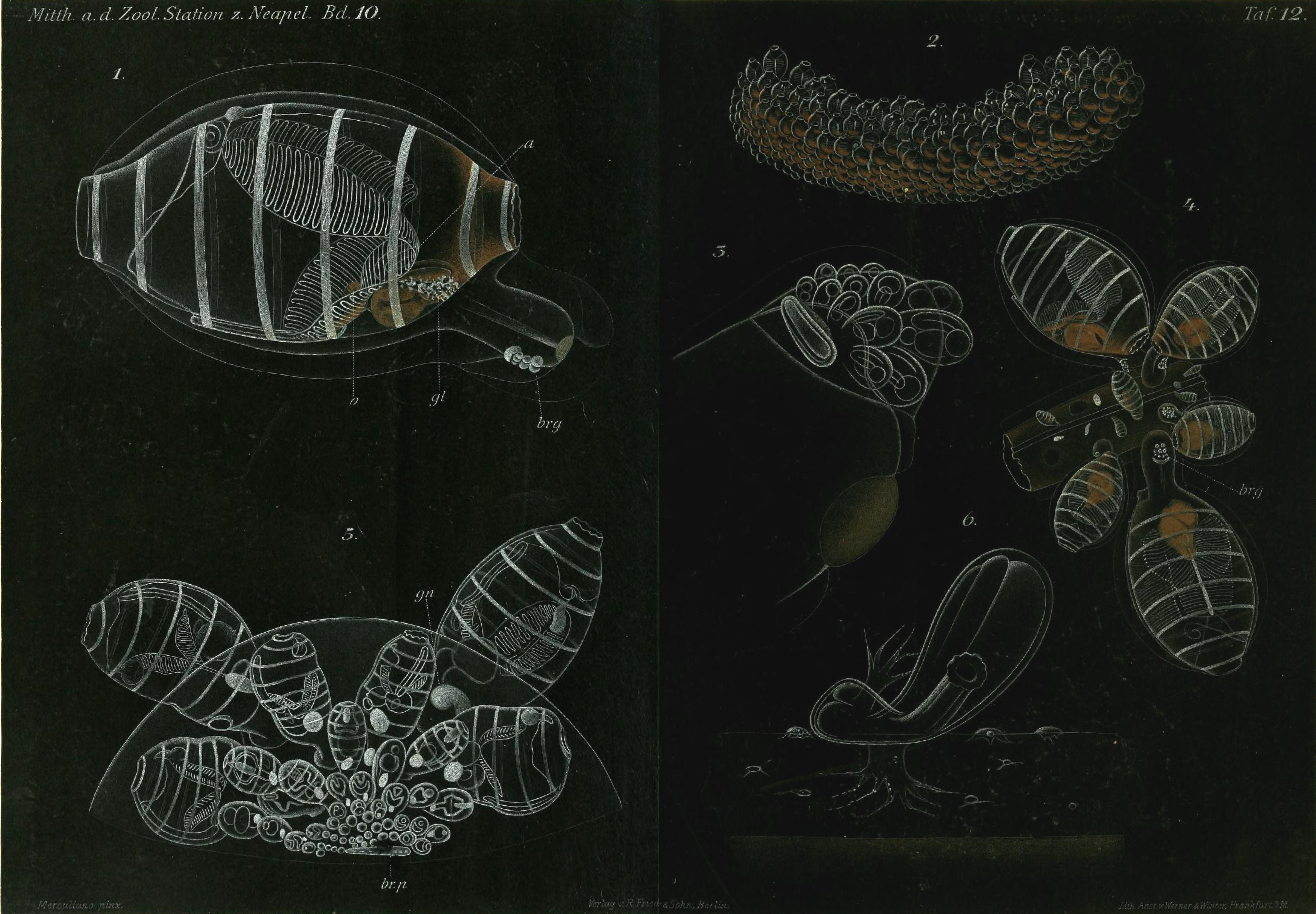 1891 Dolchinia mirabilis