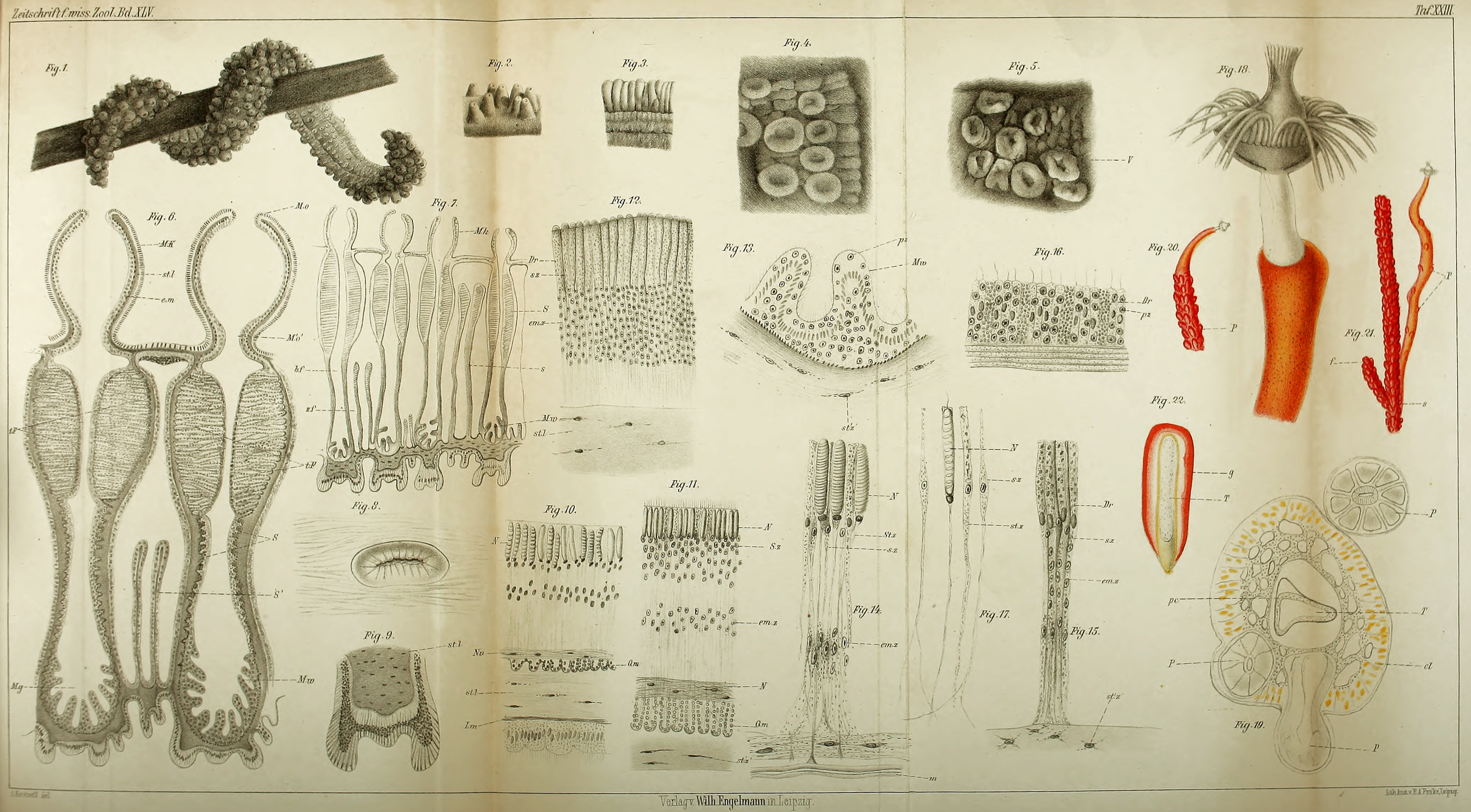 Korontneff 1887 '2 new coelenterates'