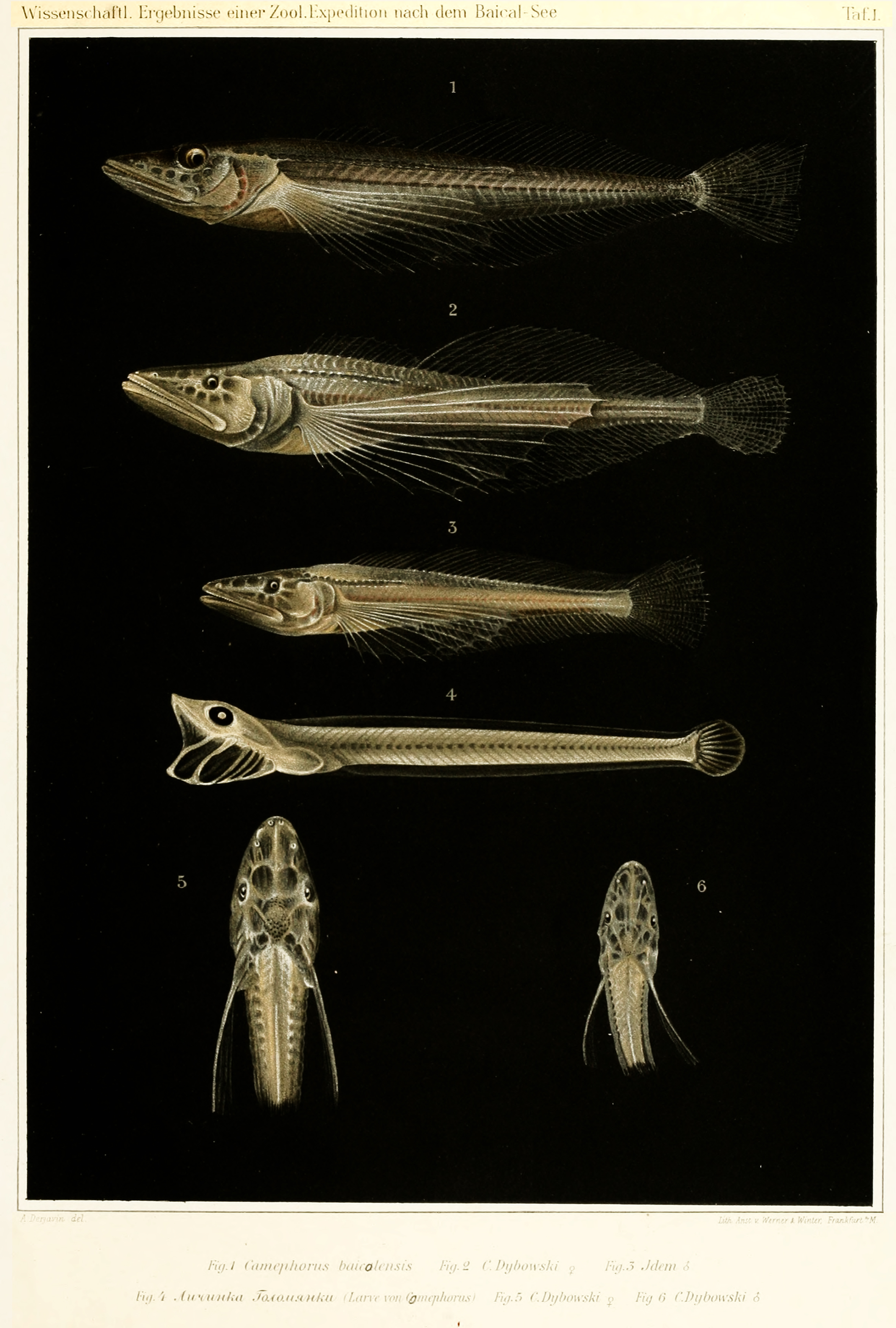 1905 sculpins from Lake Baikal