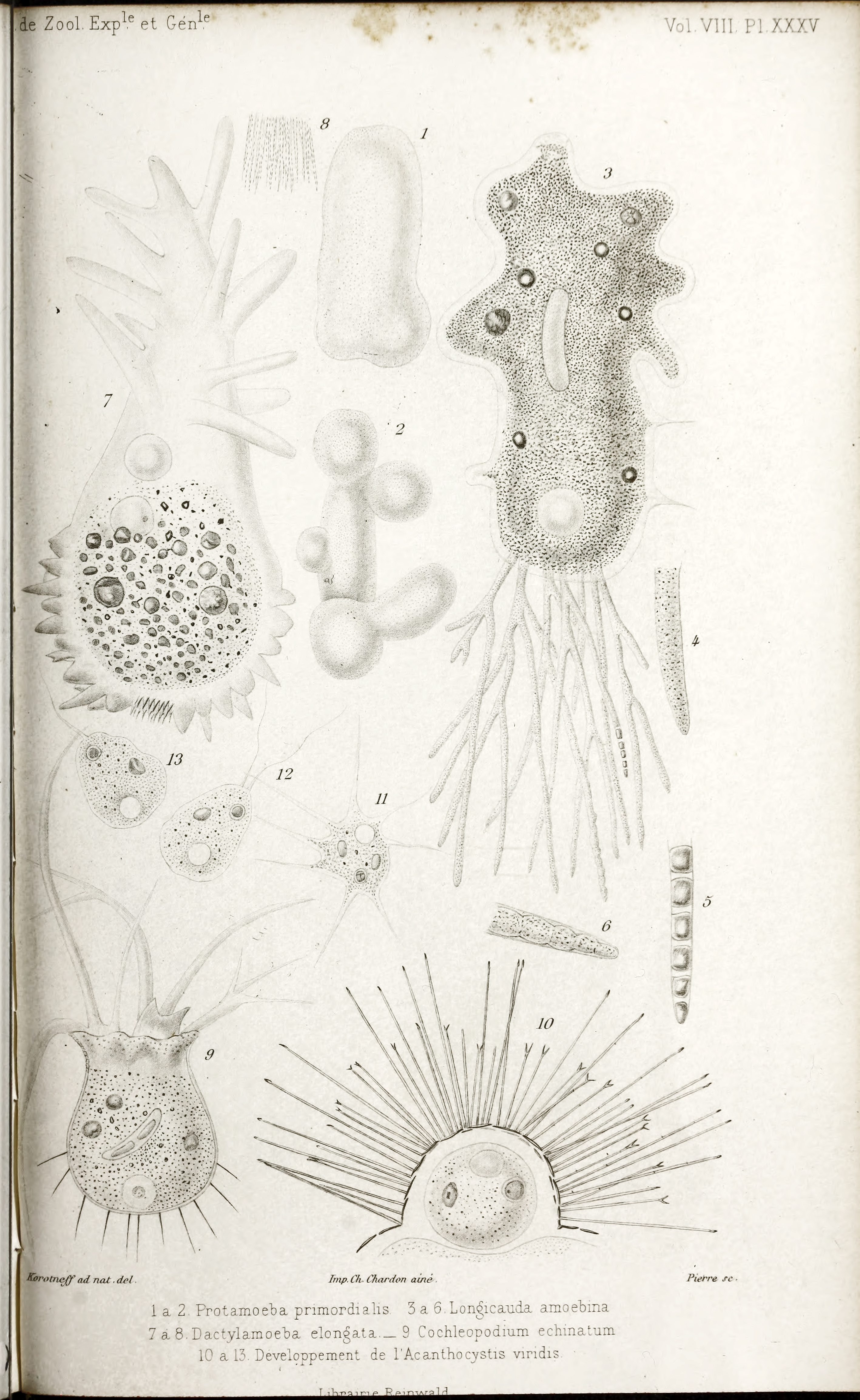 Rhizopodes from Korotneff 1880