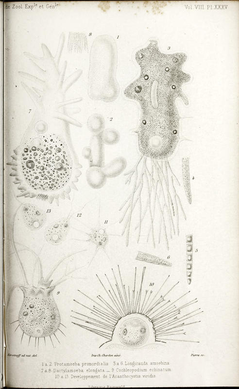 Rhizopodes from Korotneff 1880