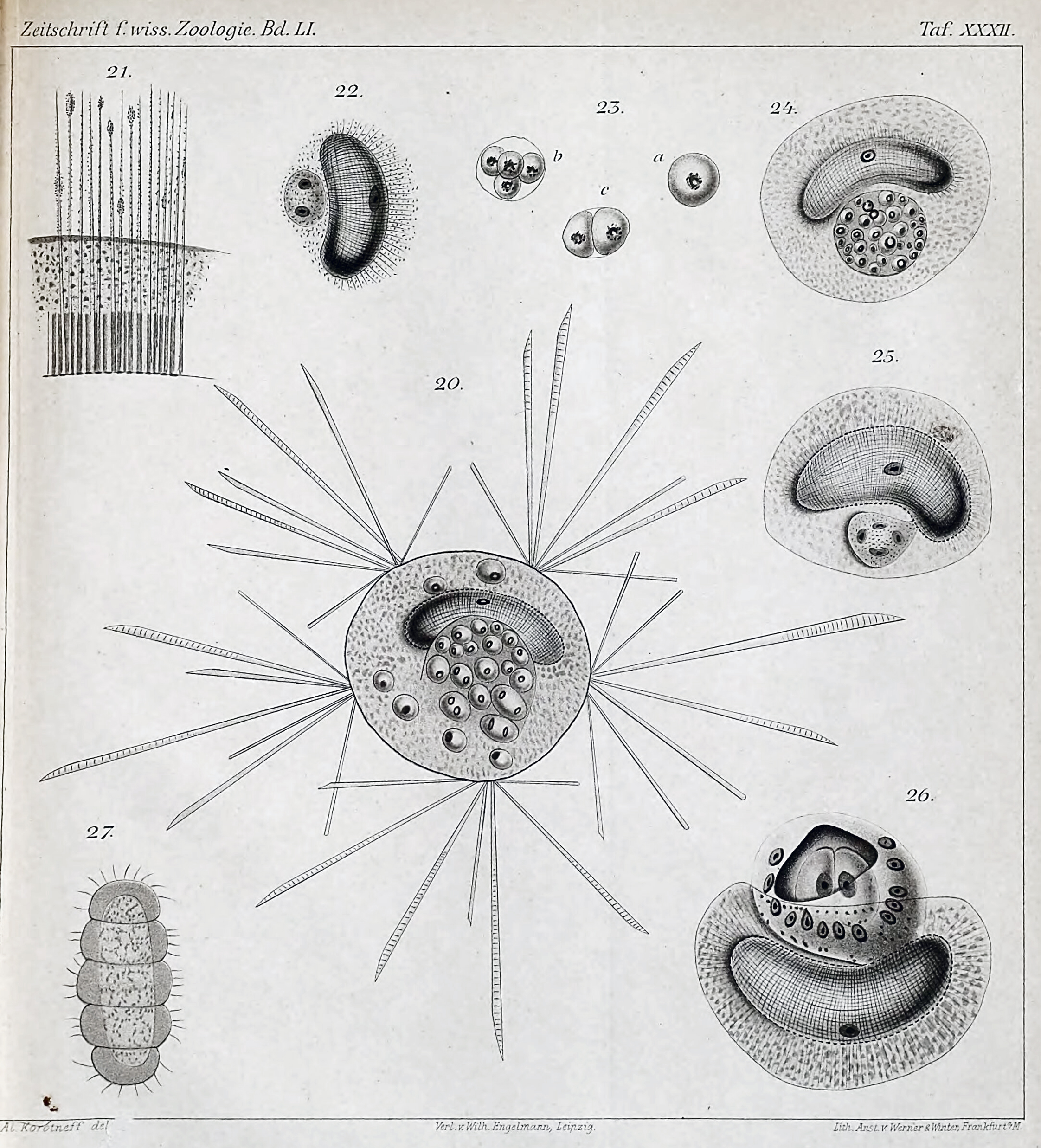 1891 Sticholonche zanclea