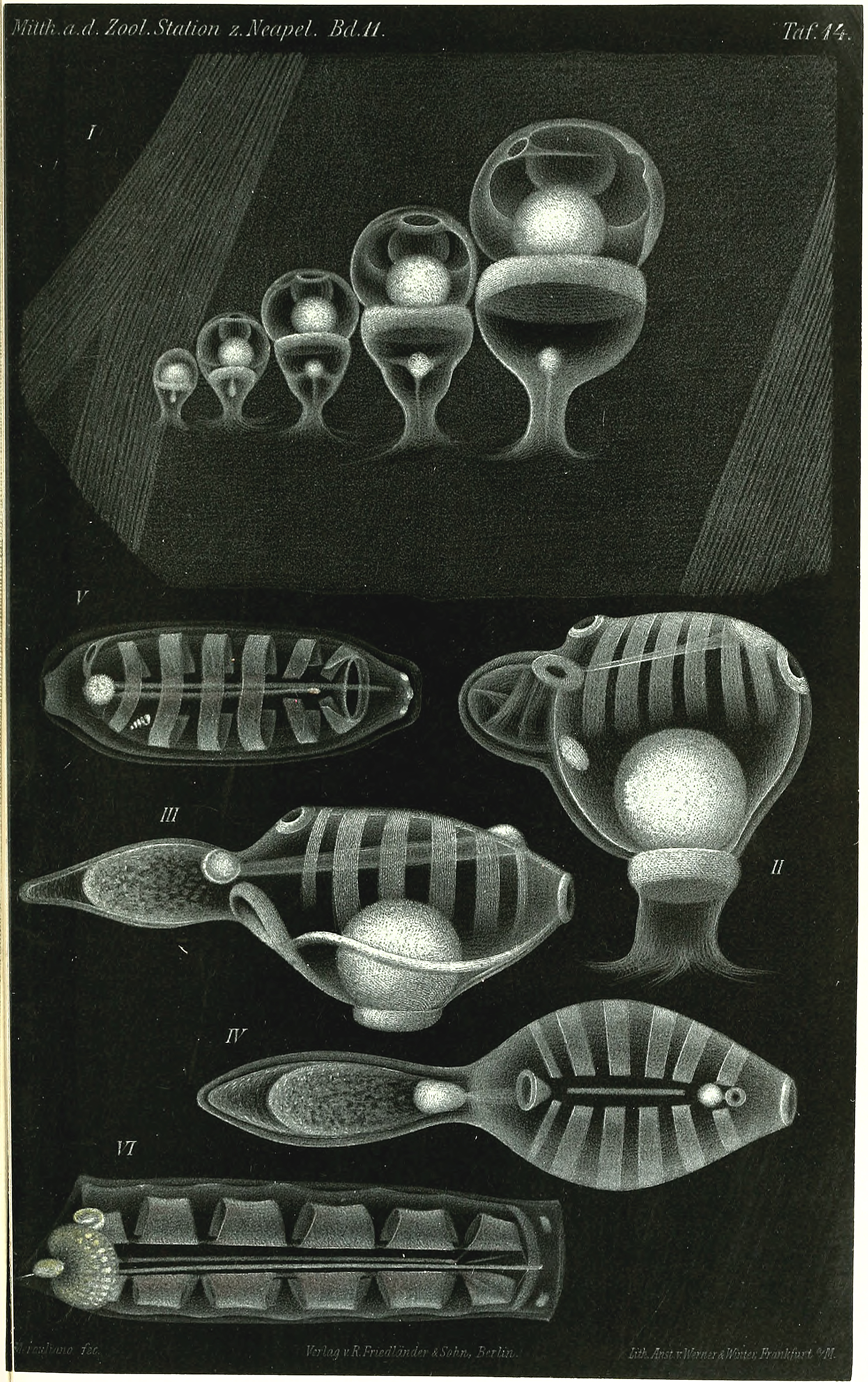 1894 Tunicate Embryo