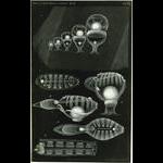 1894 Tunicate Embryo