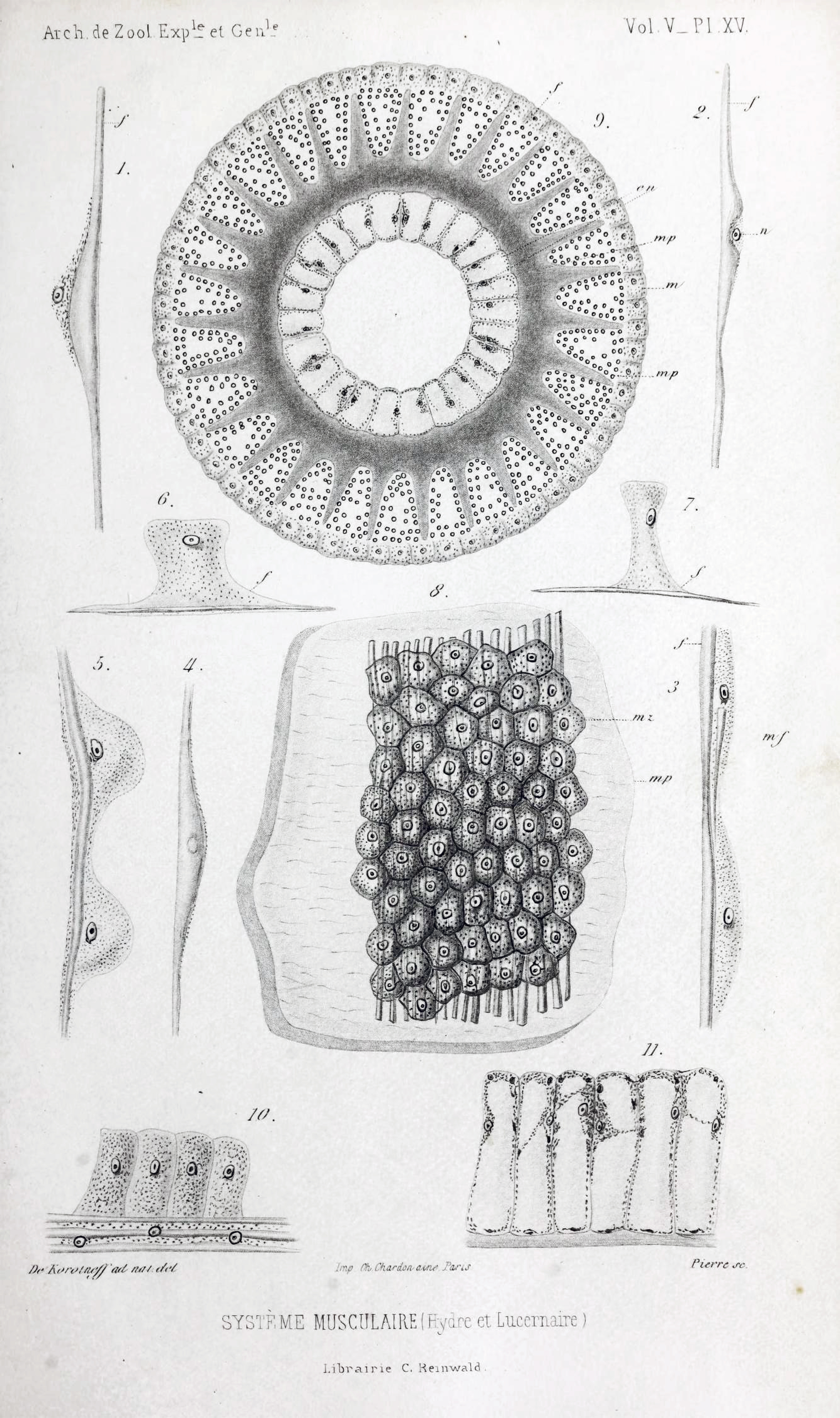 1876 "Système Musculaire (Hydre et Lucernaire)