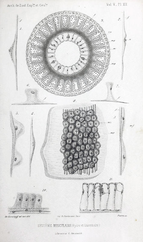 1876 "Système Musculaire (Hydre et Lucernaire)