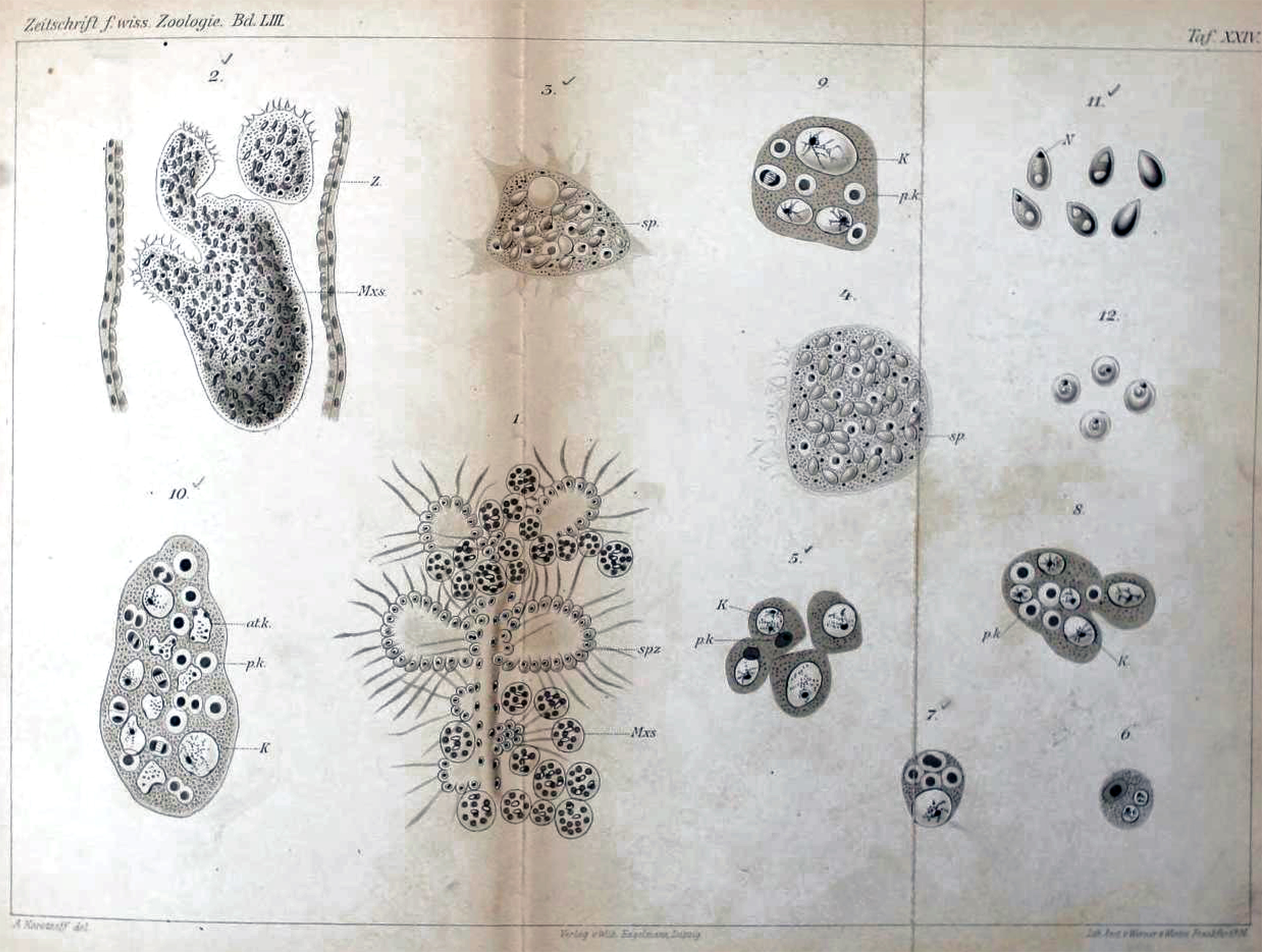 1894 Korotneff parasite of bryozoans