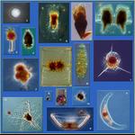 Aquaparadox: the diversity of planktonic microorganisms
