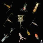 Aquaparadox: the diversity of planktonic microorganisms