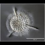 Aquaparadox: the diversity of planktonic microorganisms