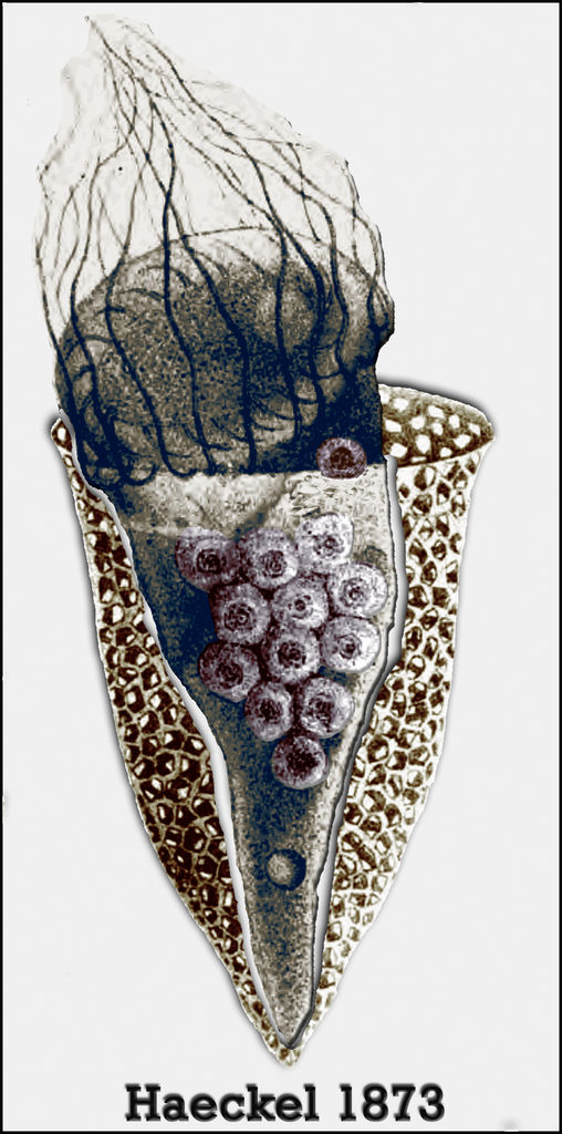 Ernst Haeckel was the first to depict dinoflagellate parasites in a tintinnid ciliate. He thought the ciliate was forming embryo