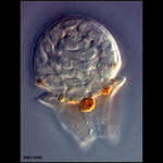 Gymodinid dinoflagellate developing trouble