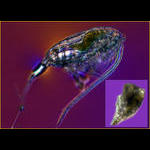 A copepod parasitized.