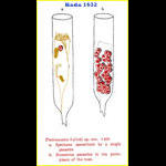 Yoshine Hada in 1932 depicted parasites in tintinnids.