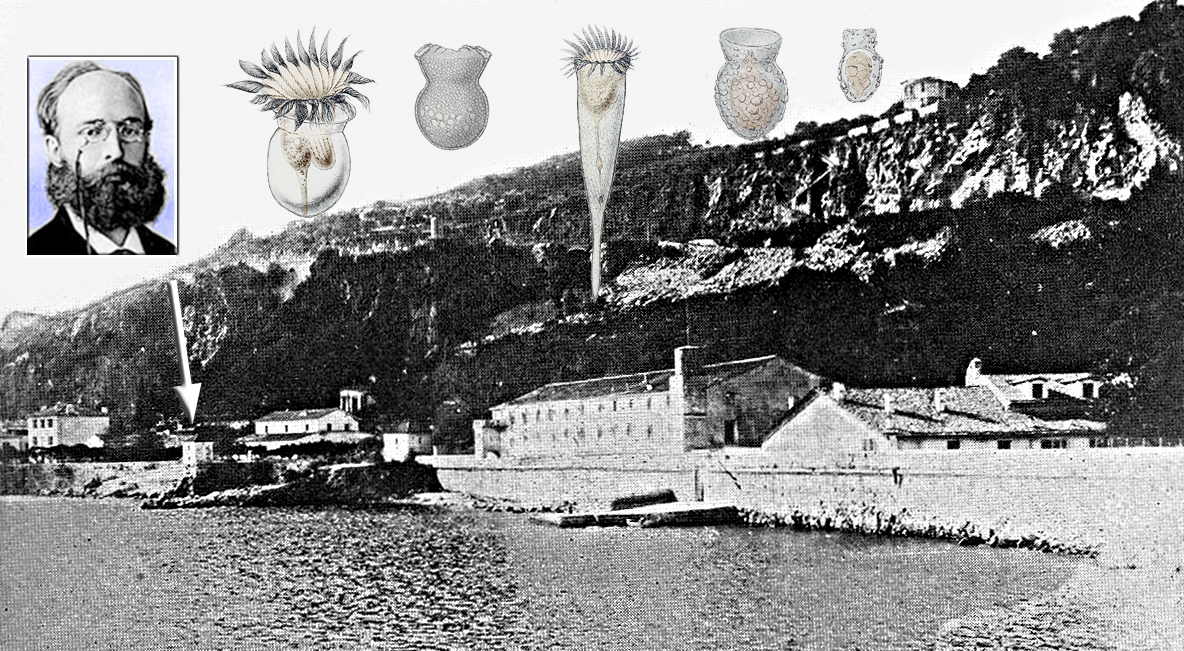 Tintinnid Species Discovered in Villefranche by Hermann Fol