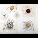 Species discovered in Villefranche by early explorers