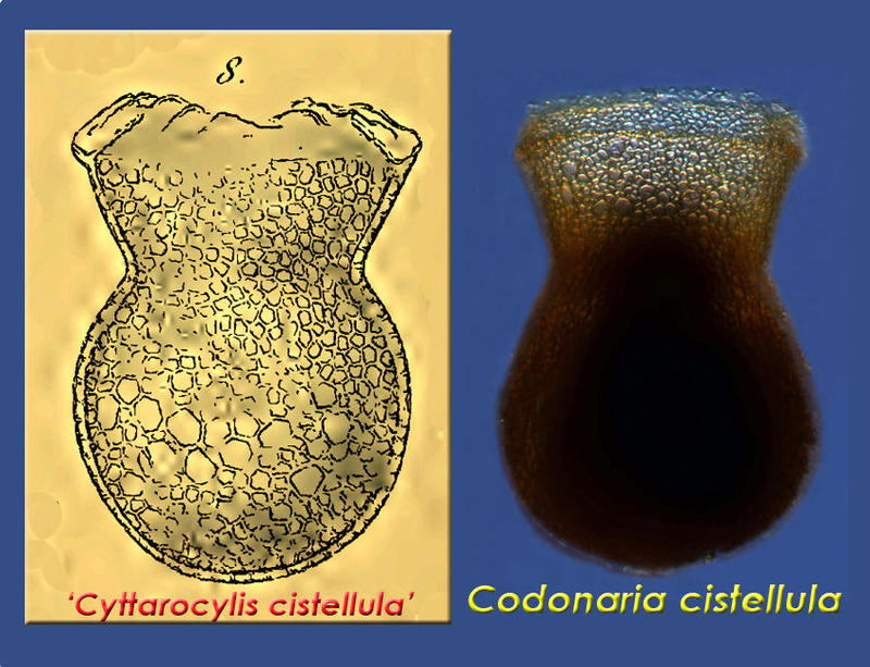 Codonaria cistellula