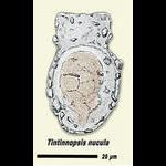 Tintinnopsis nucula