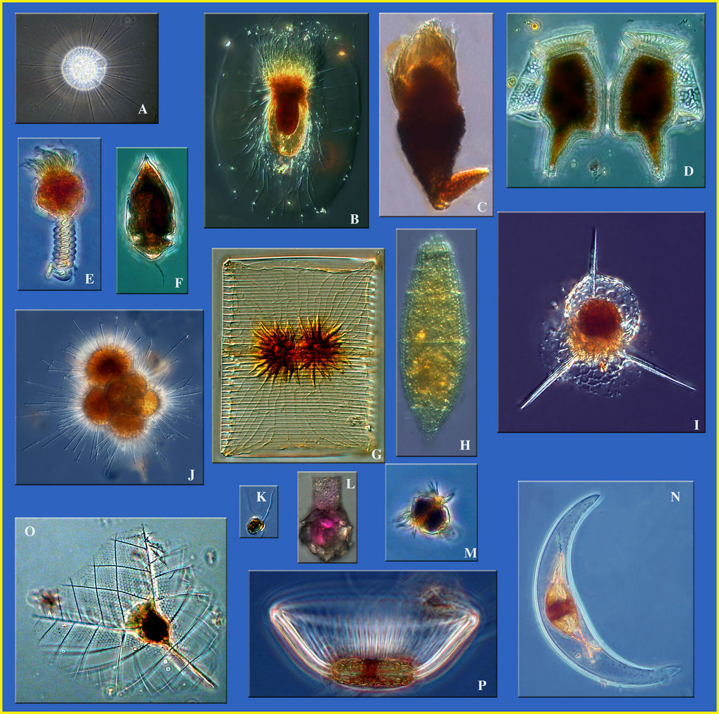 Diversity of Planktonic Protists
