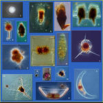 Planktonic Protists